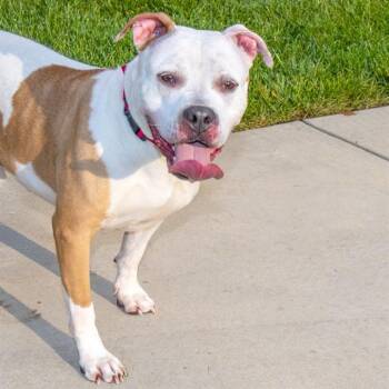 BELLA -  Pit Bull Terrier and Mixed Breed Dog for Adoption in St. Louis, Missouri - BELLA | PetCurious