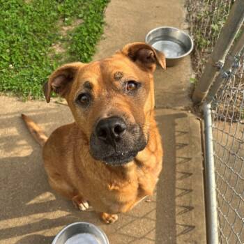 Rescue Boxer and Hound Dogs for Adoption in Versailles, Kentucky - Spartacus | PetCurious