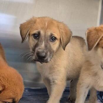 Candy 26-06-052 -  Anatolian Shepherd Dog for Adoption in Austin, Texas - Candy 26-06-052 | PetCurious
