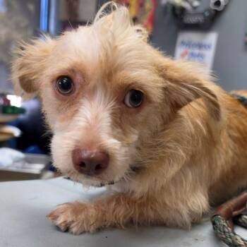 Sweeney - Chino Hills Location -  Terrier and Mixed Breed Dog for Adoption in Chino Hills, California - Sweeney - Chino Hills Location | PetCurious