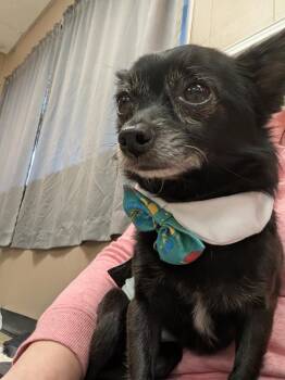Chihuahua and Pomeranian Dogs Available for Adoption in Dunmore, Pennsylvania - Mickey | PetCurious