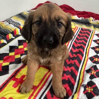 Poodle and Golden Retriever Dogs Available for Adoption in Loxahatchee Groves, Florida - Miko 1462 | PetCurious