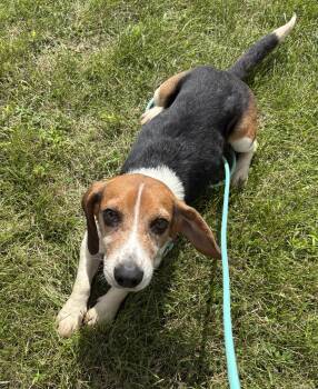 Sparky -  Beagle Dog for Adoption in Dixon, Illinois - Sparky | PetCurious
