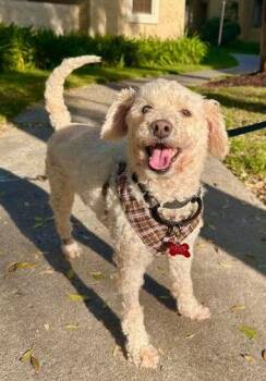 Poodle Dogs Available for Adoption - Benny | PetCurious