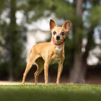 Nola -  Chihuahua and Mixed Breed Dog for Adoption in Jupiter, Florida - Nola | PetCurious