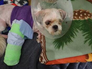 Shih Tzu Dogs Available for Adoption in St. Peters, Missouri - MAGGIE MAE | PetCurious