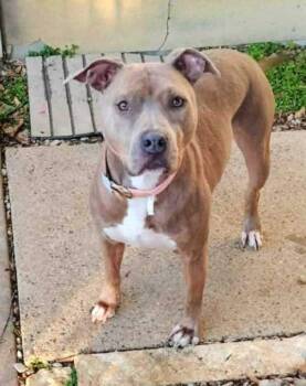 Rescue Pit Bull Terrier Dogs for Adoption in Arlee, Montana - Dixie | PetCurious