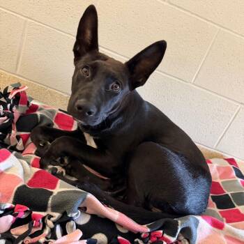 Jig -  Shepherd Dog for Adoption in Bristol, Indiana - Jig | PetCurious