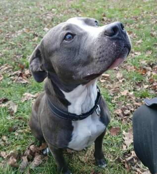 Rescue American Staffordshire Terrier Dogs for Adoption in Saugerties, New York - Maddie | PetCurious