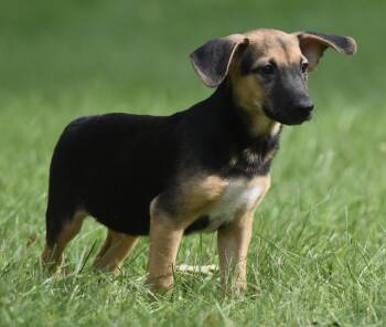 Reece -  Shepherd and Australian Cattle Dog Blue Heeler Dog for Adoption in Mechanicsburg, Pennsylvania - Reece | PetCurious