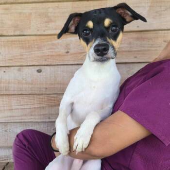 Rescue Rat Terrier and Chihuahua Dogs for Adoption in Tylertown, Mississippi - Andouille | PetCurious