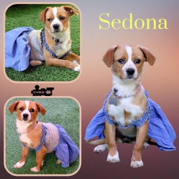 Cavalier King Charles Spaniel and Terrier Dogs Available for Adoption in Lindsay, California - Sedona | PetCurious