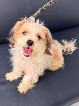 Maybeline -  Poodle Dog for Adoption in Groveland, Massachusetts - Maybeline | PetCurious