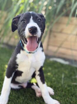 September (Ember) -  Labrador Retriever Dog for Adoption in Denver, Colorado - September (Ember) | PetCurious