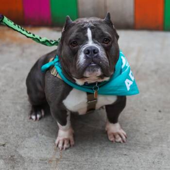 American Bulldog and American Staffordshire Terrier Dogs Available for Adoption - Shela D10868 | PetCurious