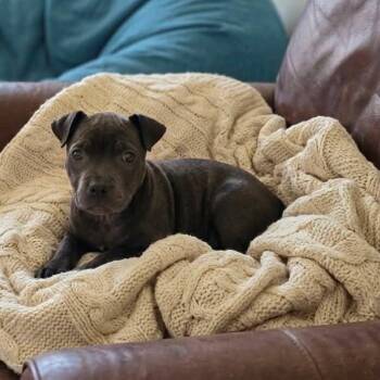 Lucy -  Pit Bull Terrier and Shar Pei Dog for Adoption in Justin, Texas - Lucy | PetCurious