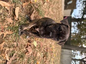 Rescue Mixed Breed Dogs for Adoption in Fort Wayne, Indiana - Betty | PetCurious