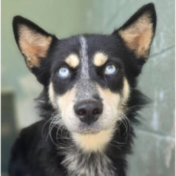 Rescue Border Collie Dogs for Adoption in Calverton, New York - Wendy | PetCurious