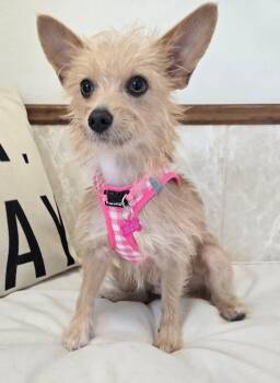 Rescue Wire Fox Terrier and Chihuahua Dogs for Adoption in Grand Prairie, Texas - DOTTIE | PetCurious