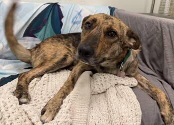 Rescue Cattle Dog Dogs for Adoption in Berkeley, California - Fuerza | PetCurious