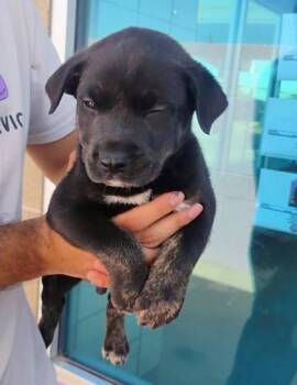 Salmon* -  Shepherd and Mixed Breed Dog for Adoption in El Paso, Texas - Salmon* | PetCurious