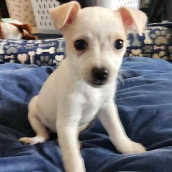 Chihuahua Dogs Available for Adoption - Latte C214 | PetCurious