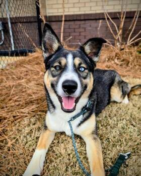 Mixed Breed Dogs Available for Adoption in Douglasville, Georgia - Frito | PetCurious