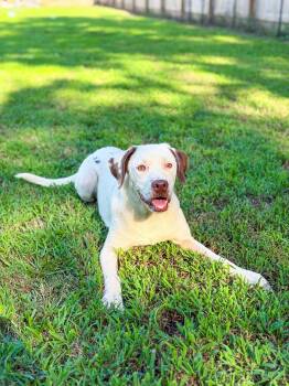 Patsy Cline -  Hound and Labrador Retriever Dog for Adoption in Charleston, South Carolina - Patsy Cline | PetCurious