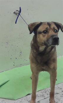 BAILEY -  German Shepherd Dog and Mixed Breed Dog for Adoption in Houston, Texas - BAILEY | PetCurious
