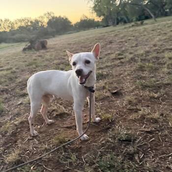 Rooster -  Chihuahua and Terrier Dog for Adoption in Monticello, Iowa - Rooster | PetCurious