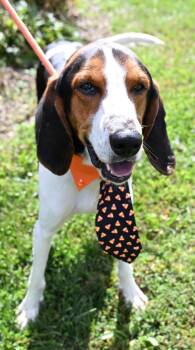 Rescue Treeing Walker Coonhound Dogs for Adoption in Christiansburg, Virginia - Melman | PetCurious