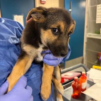 Ellis -  German Shepherd Dog and Mixed Breed Dog for Adoption in Charlottesville, Virginia - Ellis | PetCurious