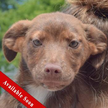 Topaz -  Black Labrador Retriever and Australian Shepherd Dog for Adoption in Huntley, Illinois - Topaz | PetCurious