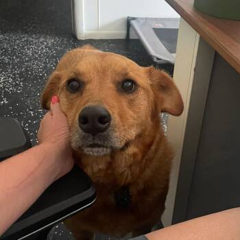 Carolina Dog Dogs Available for Adoption - Pheonix | PetCurious