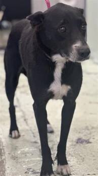 Rescue Labrador Retriever and Mixed Breed Dogs for Adoption in Houston, Texas - BELLA | PetCurious