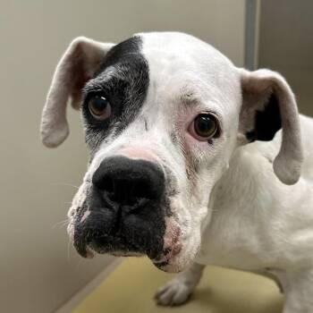 Norah -  Boxer and American Bulldog Dog for Adoption in Spring Hill, Kansas - Norah | PetCurious