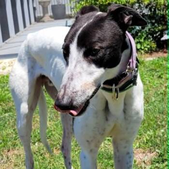 Greyhound Dogs Available for Adoption in Venice, Florida - Savana Pickle (Pickle) | PetCurious