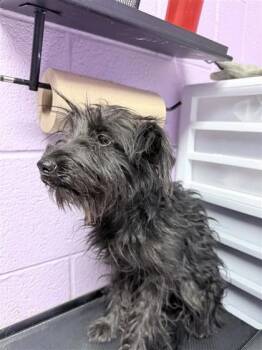 61722486 -  Mixed Breed Dog for Adoption in El Paso, Texas - 61722486 | PetCurious