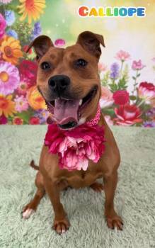 Mixed Breed Dogs Available for Adoption in Flint, Michigan - Calliope | PetCurious