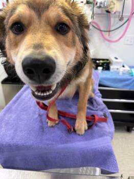 Australian Cattle Dog Blue Heeler Dogs Available for Adoption in Brookings, Oregon - Haze | PetCurious