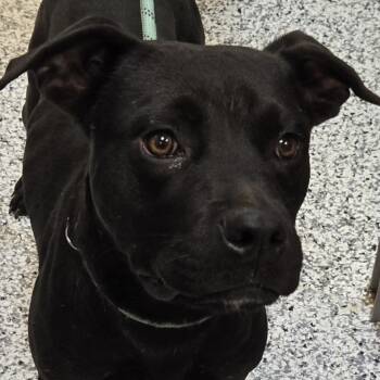 Rescue Pit Bull Terrier and Mixed Breed Dogs for Adoption in Madisonville, Tennessee - Acorn | PetCurious