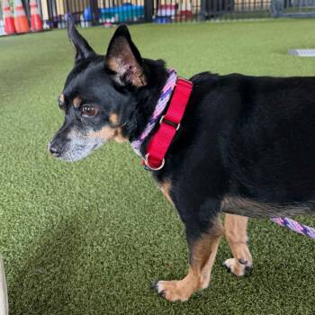 Chihuahua Dogs Available for Adoption in West Palm Beach, Florida - Miles | PetCurious