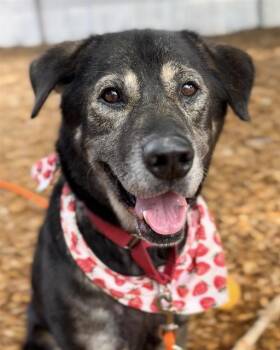 Rescue German Shepherd Dog and Mixed Breed Dogs for Adoption in Kent, Washington - JUNO | PetCurious