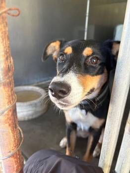 Annabella -  Mixed Breed Dog for Adoption in Burgaw, North Carolina - Annabella | PetCurious