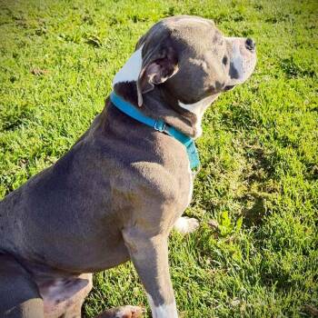 American Staffordshire Terrier Dogs Available for Adoption - Spencer | PetCurious
