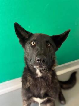A256062 -  German Shepherd Dog and Mixed Breed Dog for Adoption in Visalia, California - A256062 | PetCurious