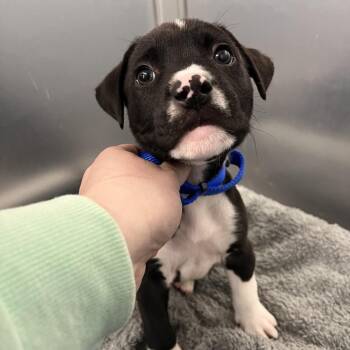 Mixed Breed Dogs Available for Adoption in Mentor, Ohio - Mendes | PetCurious