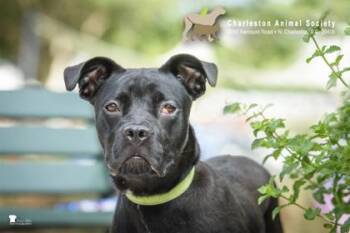 93652A Buffy -  Terrier and Mixed Breed Dog for Adoption in North Charleston, South Carolina - 93652A Buffy | PetCurious