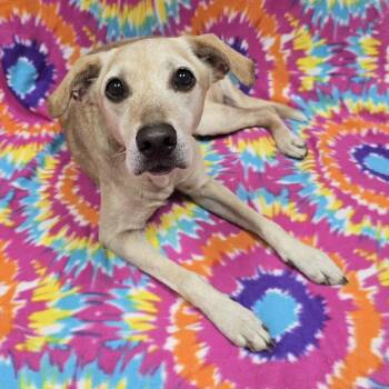 Mollie -  Labrador Retriever Dog for Adoption in Frankfort, Indiana - Mollie | PetCurious