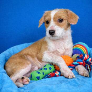 Chihuahua Dogs Available for Adoption - Elton — A Playful Little Comeback Kid | PetCurious